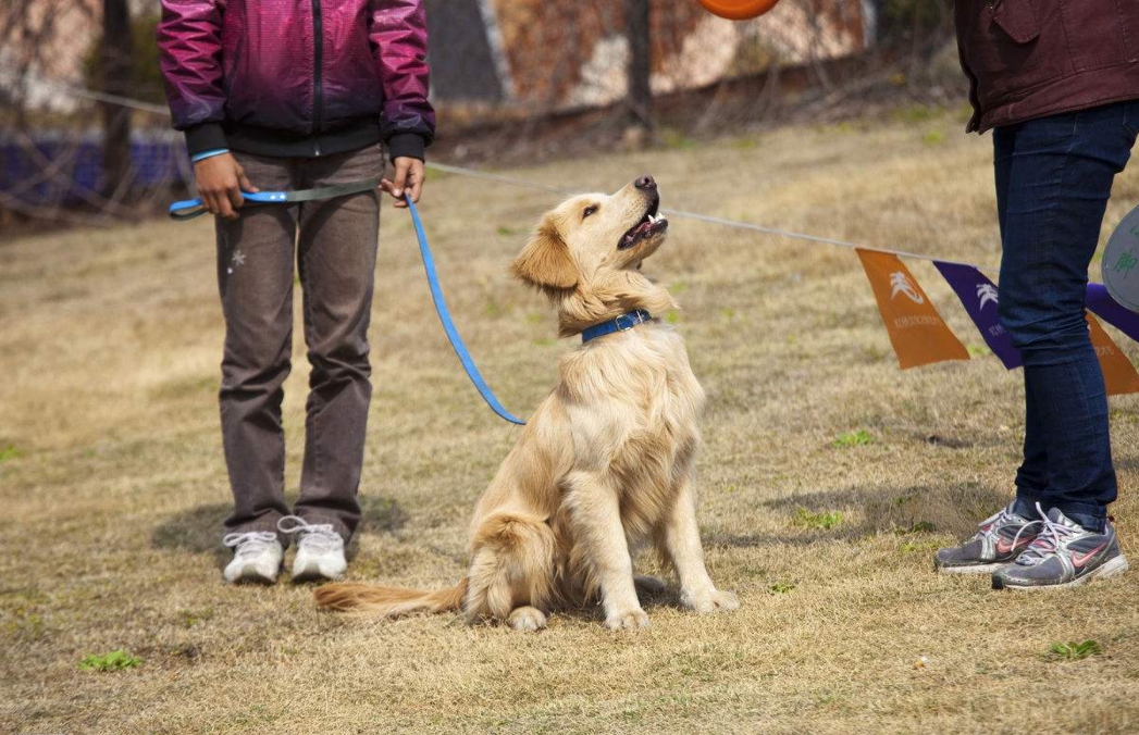 训犬课程第一阶段犬只亲和力的培养